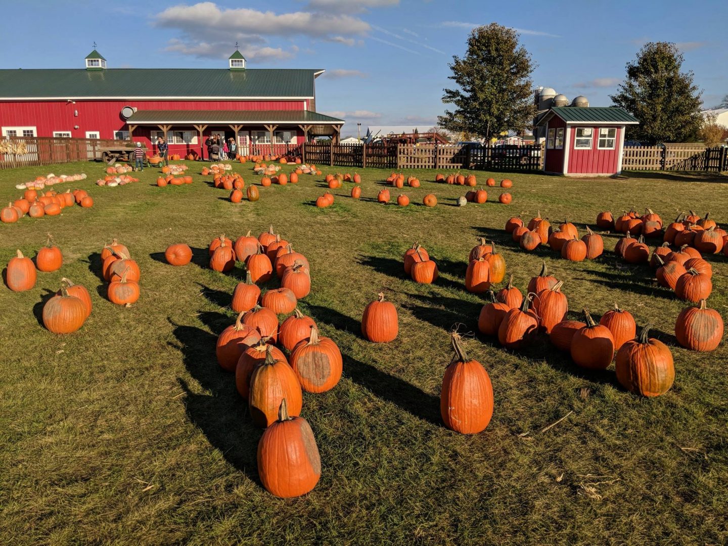 Road Trip! Best Pumpkin Patches in Illinois 🎃 CHICAGO FOOD AUTHORITY