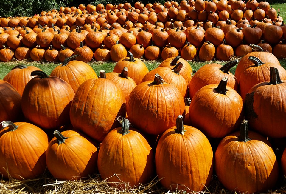 best pumpkin patch in illinois 2020